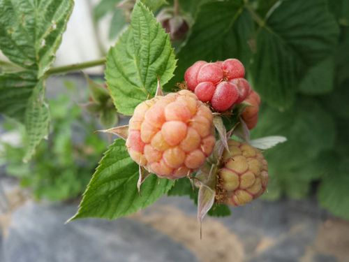 Free stock photo of bush, fruits, raspberry Stock Photo