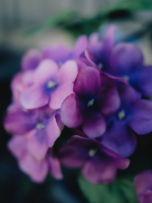 A close up of purple flowers in a vase