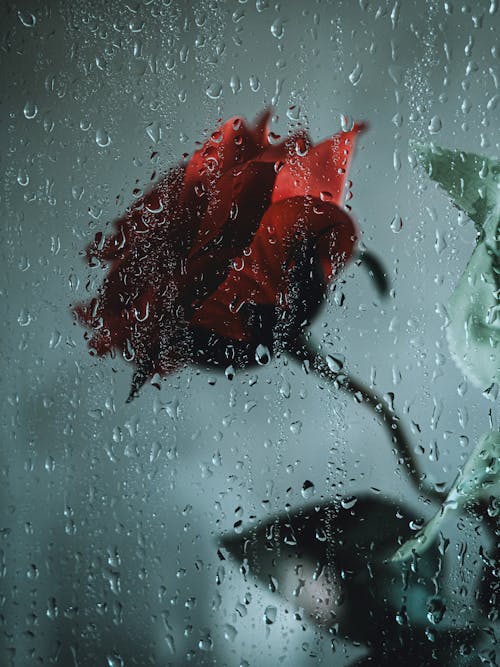 Red Rose Behind Wet Window