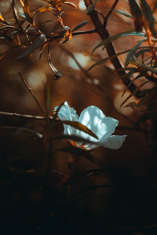 Foto d'estoc gratuïta de flor, medi ambient, pètals