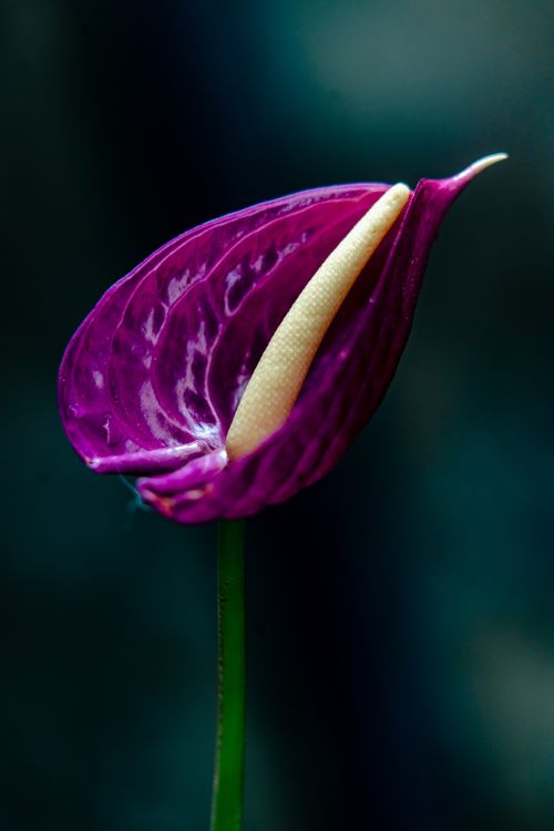 Free Detailed macro shot of a vivid purple anthurium flower with a yellow spadix against a dark background. Stock Photo