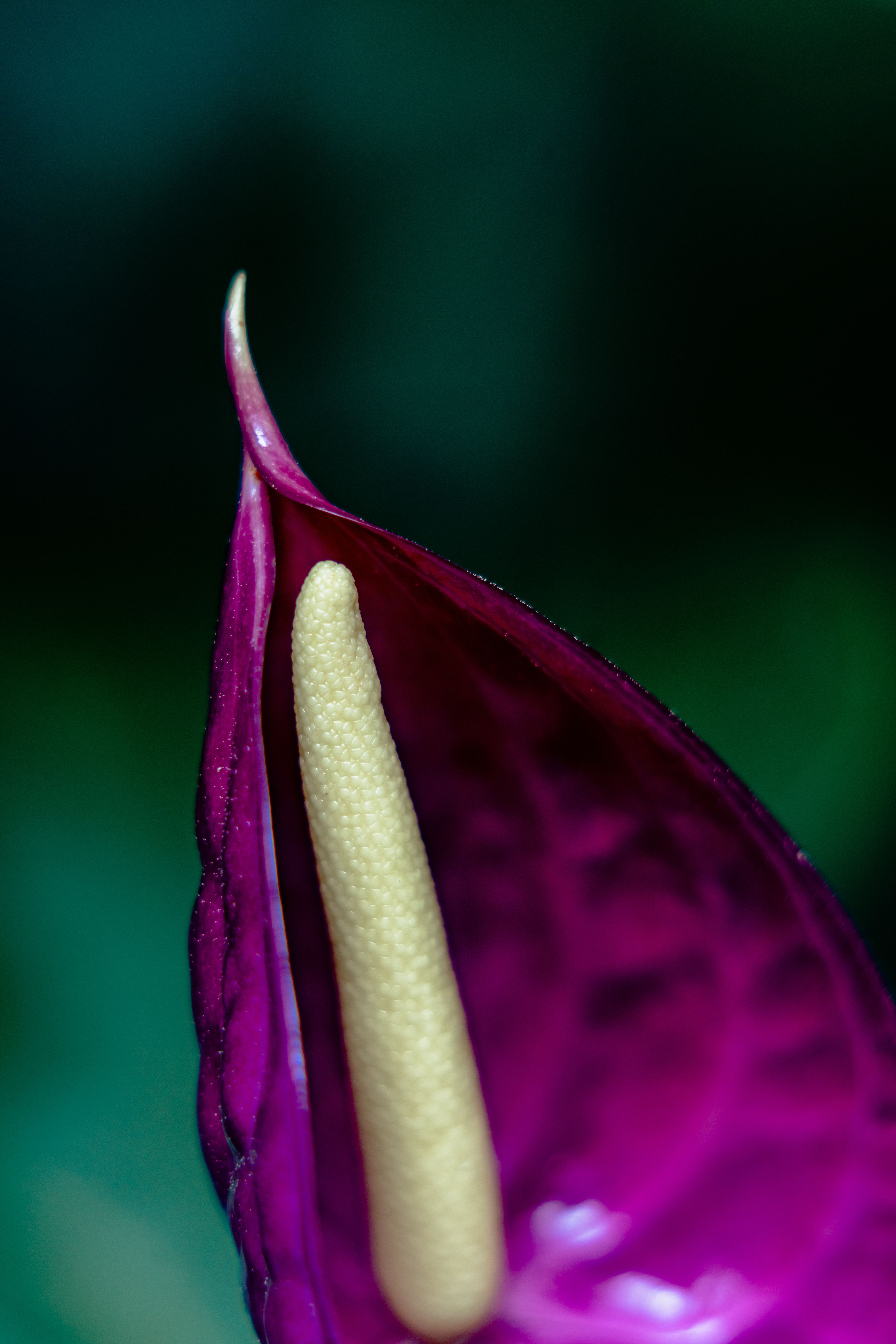 Kostenloses Foto zum Thema: anthurien, anthurium andreaeanum, araceae,  arak, auswuchs, blatt, blhen, blume, blumen, blte, bltenblatt,  bltenstand, botanik, bunt, dekor, dekorativ, exotisch, flamingo blume,  flora, garten, gartenbau, grn, lebhaft ...