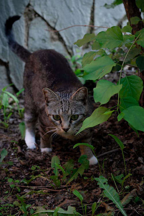 Cat among Leaves