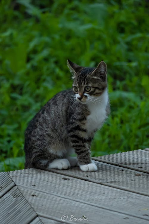 害羞不敢看镜头的猫