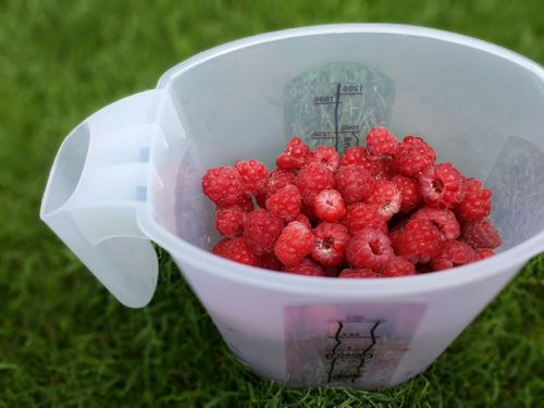 Free stock photo of fruits, picnic, raspberries Stock Photo