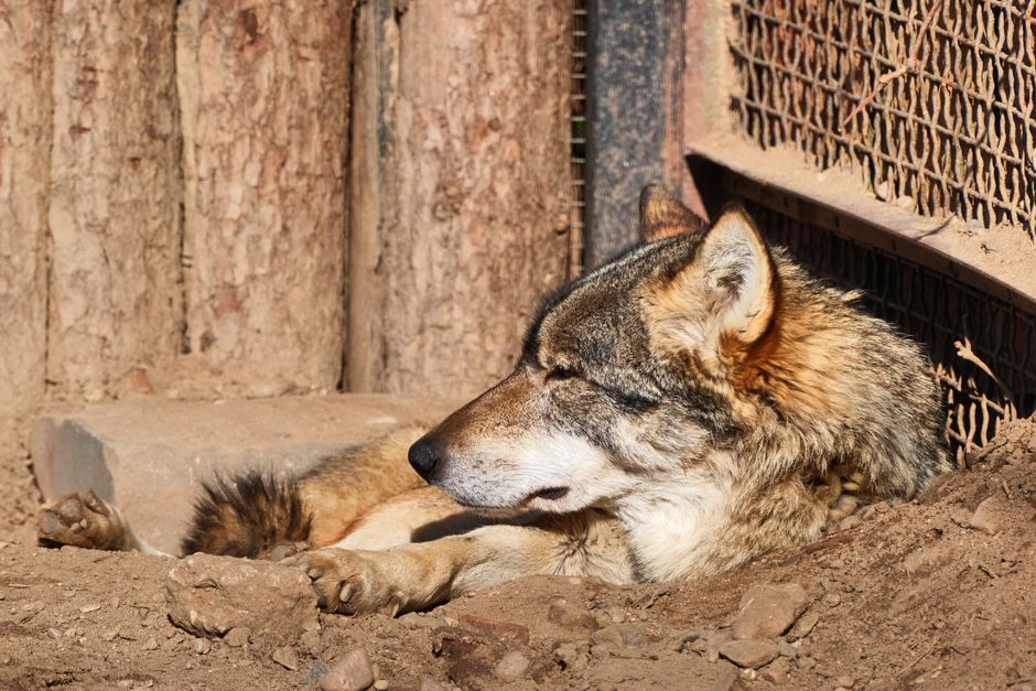 Close-up of a wolf resting in a zoo enclosure in Minsk, Belarus.