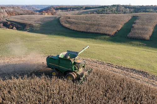 A combine harvester in a corn field