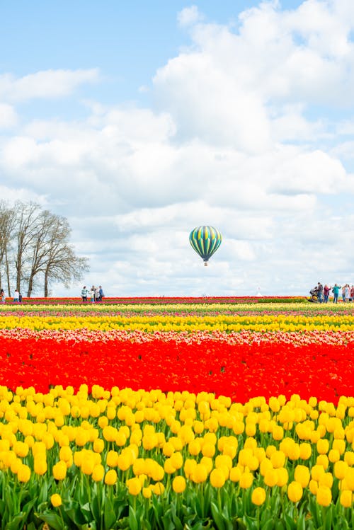 Základová fotografie zdarma na téma dřevěná bota tulipánová farma, festival, horkovzdušný balón