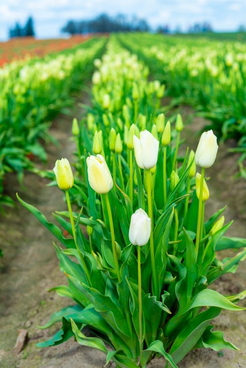 Foto stok gratis agrikultura, bidang, bunga tulip