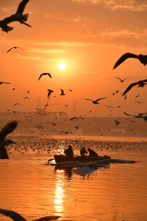 Immagine gratuita di barca, cielo arancione, delhi