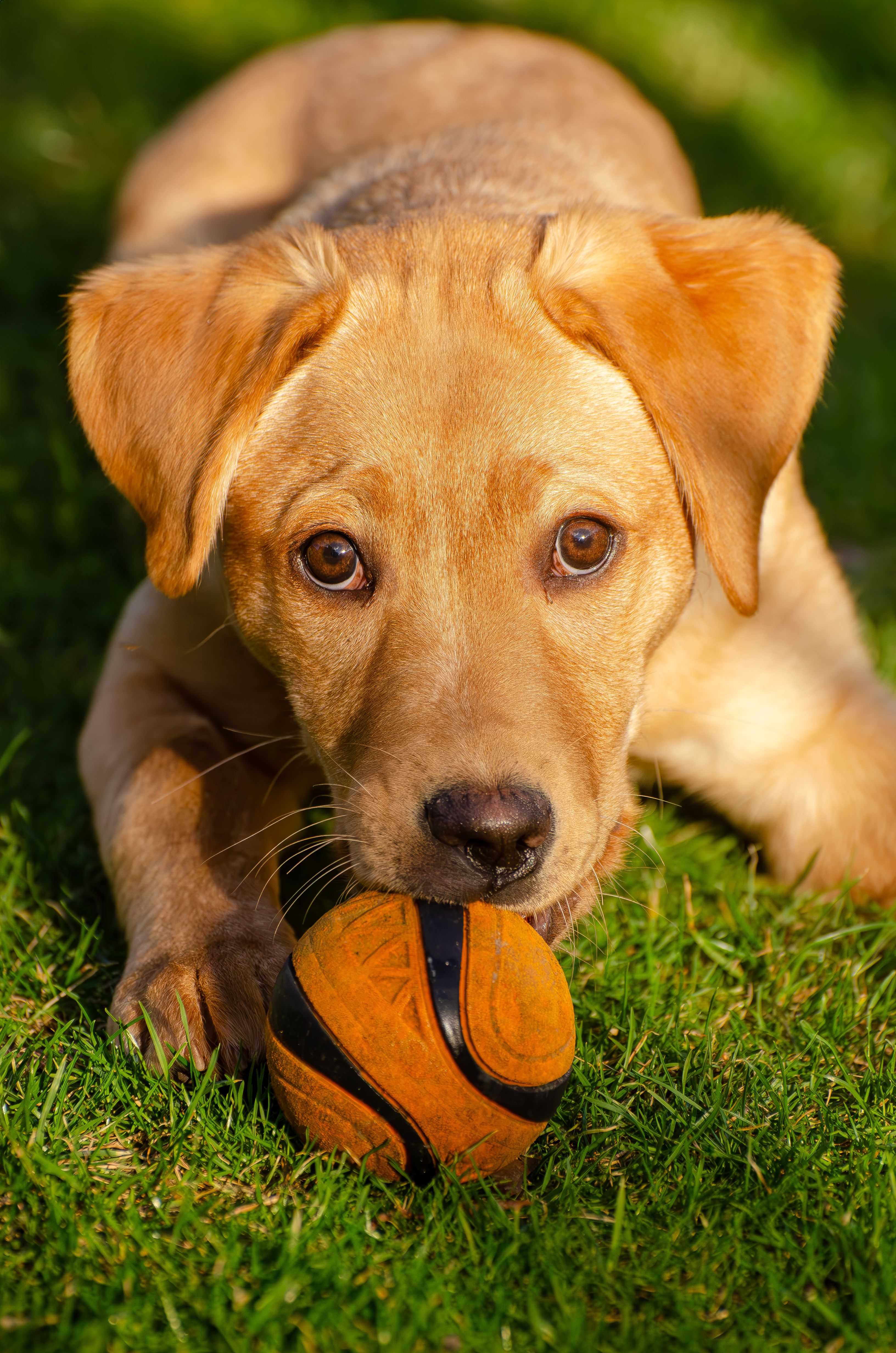4k Wallpaper Cute Dogs Photos, Download The BEST Free 4k Wallpaper Cute