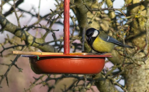 Free stock photo of animal, avian, bird feeder