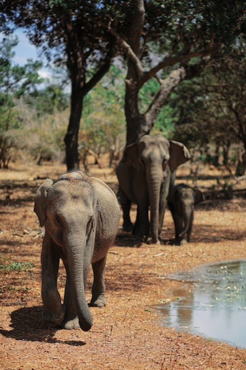 Elephant Family in a Savannah