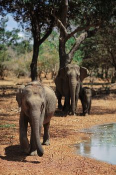 elephant photo