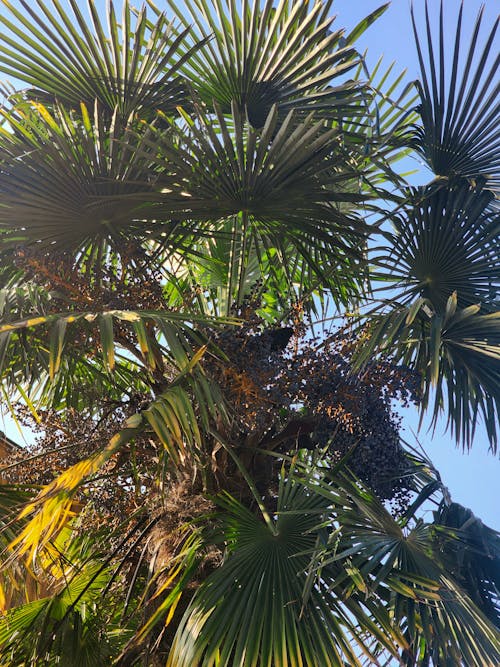 Ingyenes stockfotó fa palm, madár, pálmafa témában