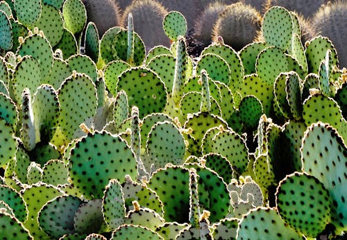 Desert Botanical Garden in Phoenix, Arizona
