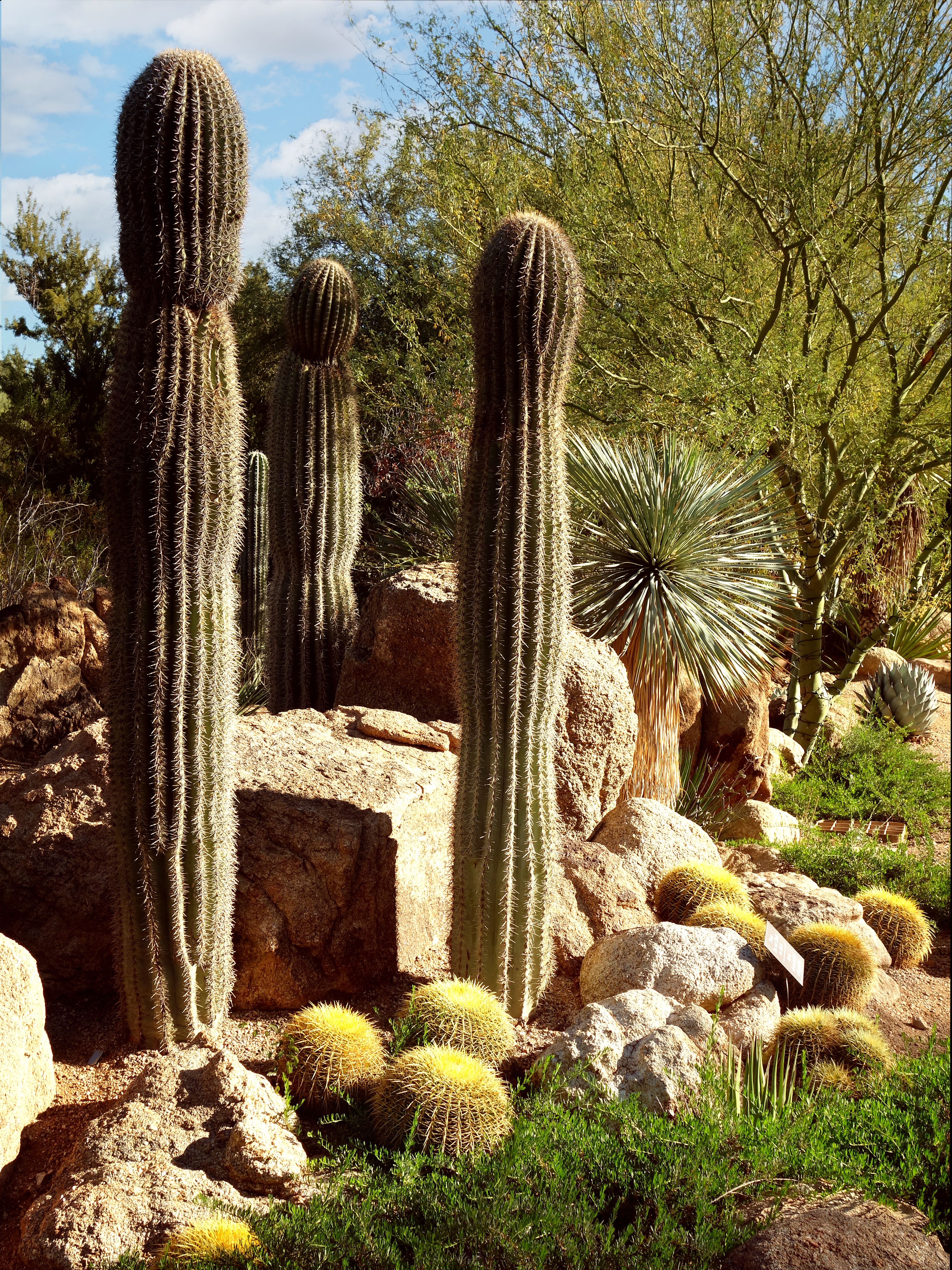 Saguaro cacti in a Phoenix desert botanical garden at golden hour