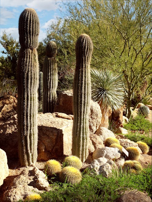 亞利桑那州, 垂直拍攝, 植物園 的 免費圖庫相片