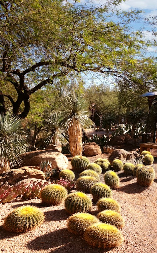 Foto d'estoc gratuïta de arbres, arizona, cactus