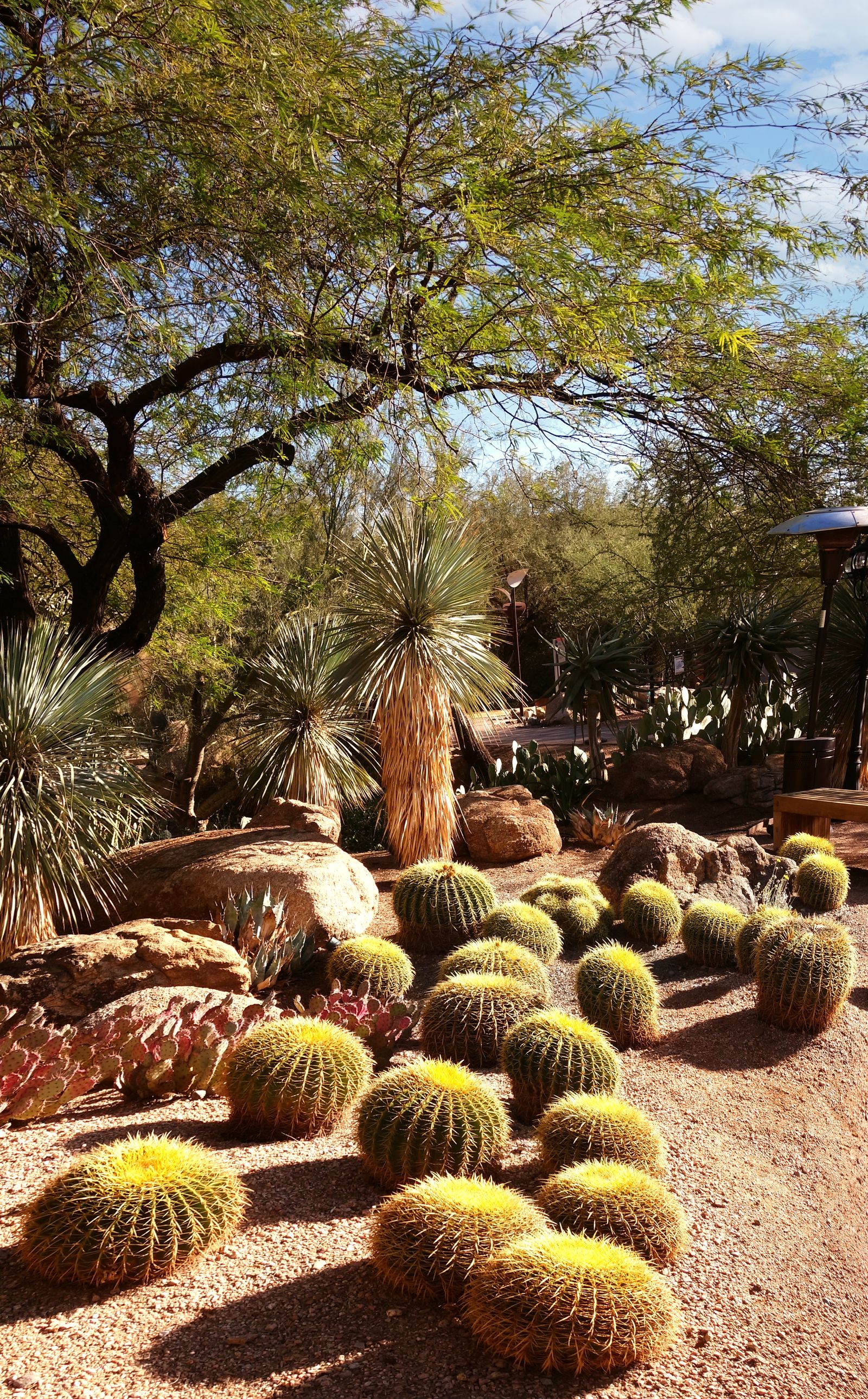 Cacti and desert plantings at the Desert Botanical Garden in Phoenix