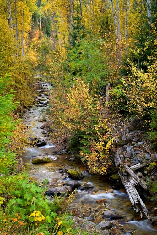 Small Forest Stream in Autumn