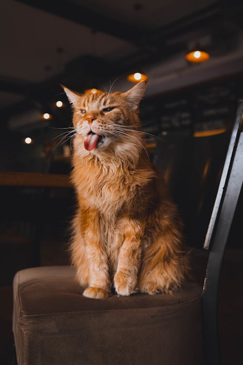 Portrait of a Brown Cat Sticking Out Tongue