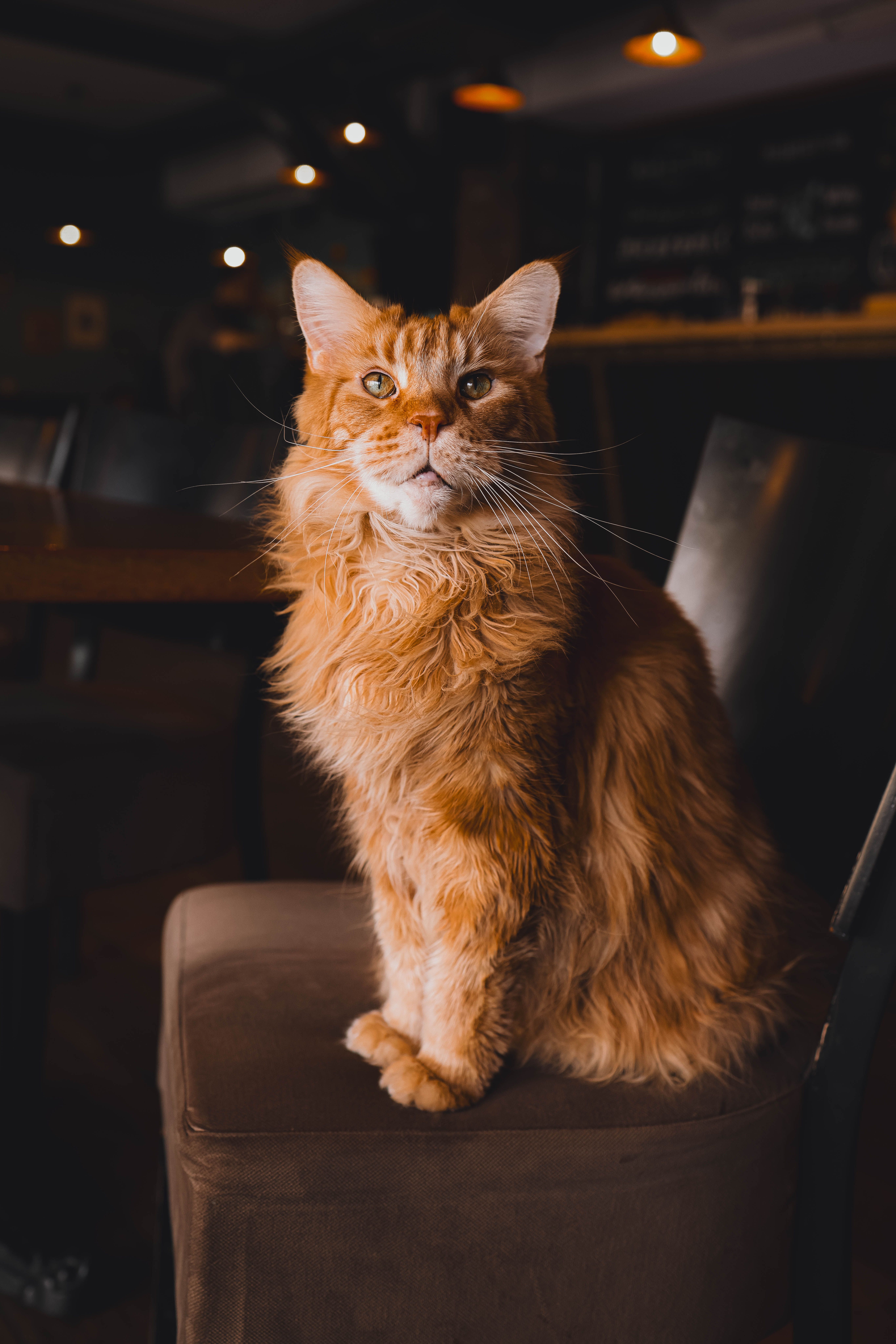 Portrait of a Cat Sitting on a Chair · Free Stock Photo
