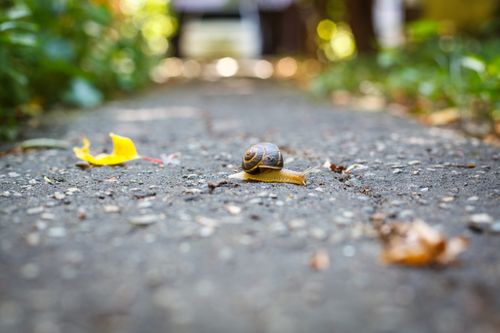Free Snail Stock Photo