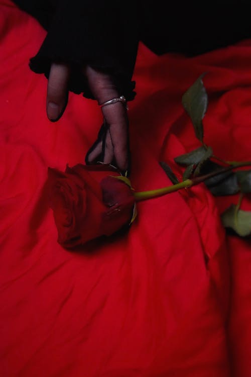 Kostenloses Stock Foto zu fototermin, rose, rote rose