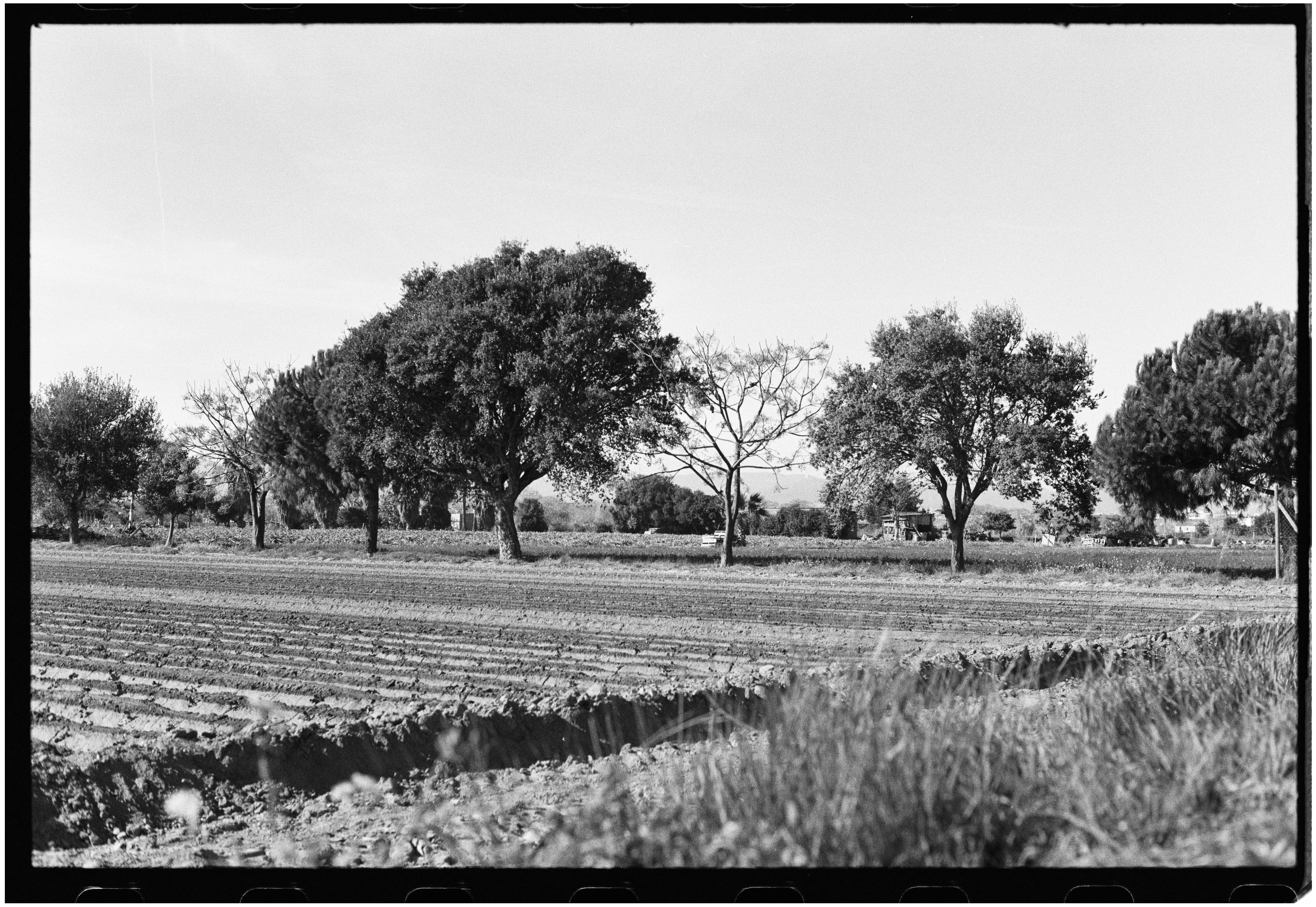 Scenic black and white image of a tranquil countryside field with trees and shrubs.