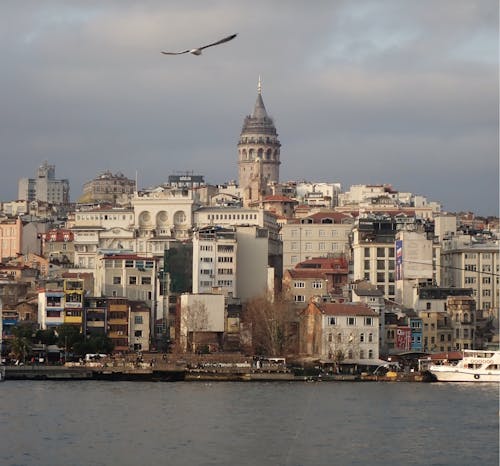 Fotobanka s bezplatnými fotkami na tému budovy, čajka, galata veža