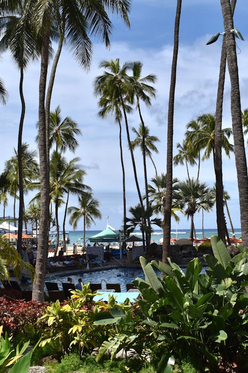 A view of a pool and palm trees from a hotel