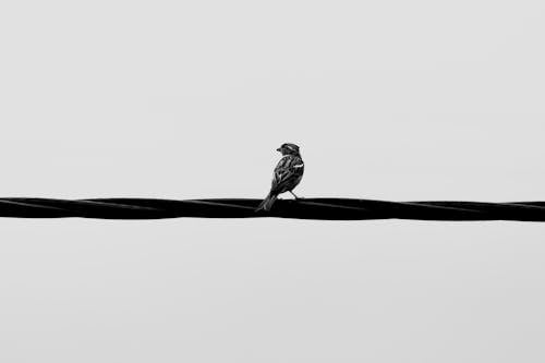 A bird sitting on a wire in a black and white photo