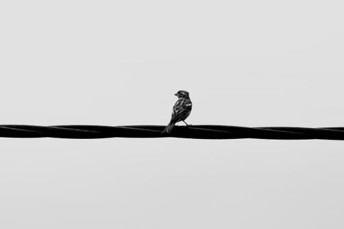 Free A lone bird silhouette perched on a wire against a minimalistic sky. Stock Photo