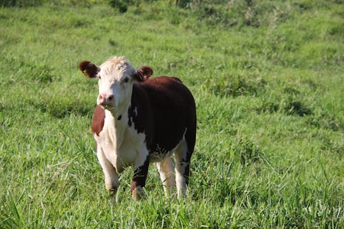 A brown and white cow standing in a grassy field