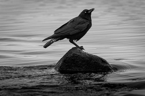 A black crow sitting on a rock in the water