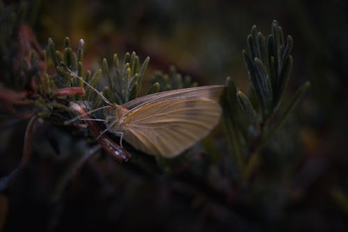 Free stock photo of moth, water drops