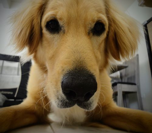 Free Dog Stock Photo