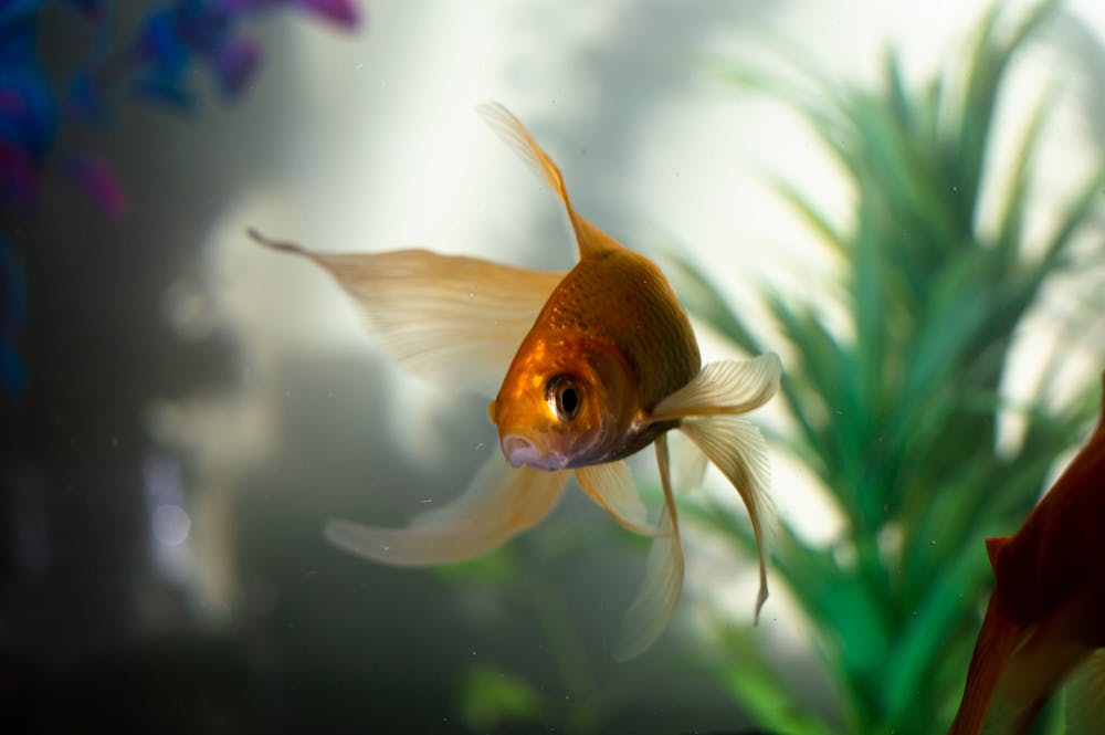 The goldfish swims in the sea. | Photo: Pexels
