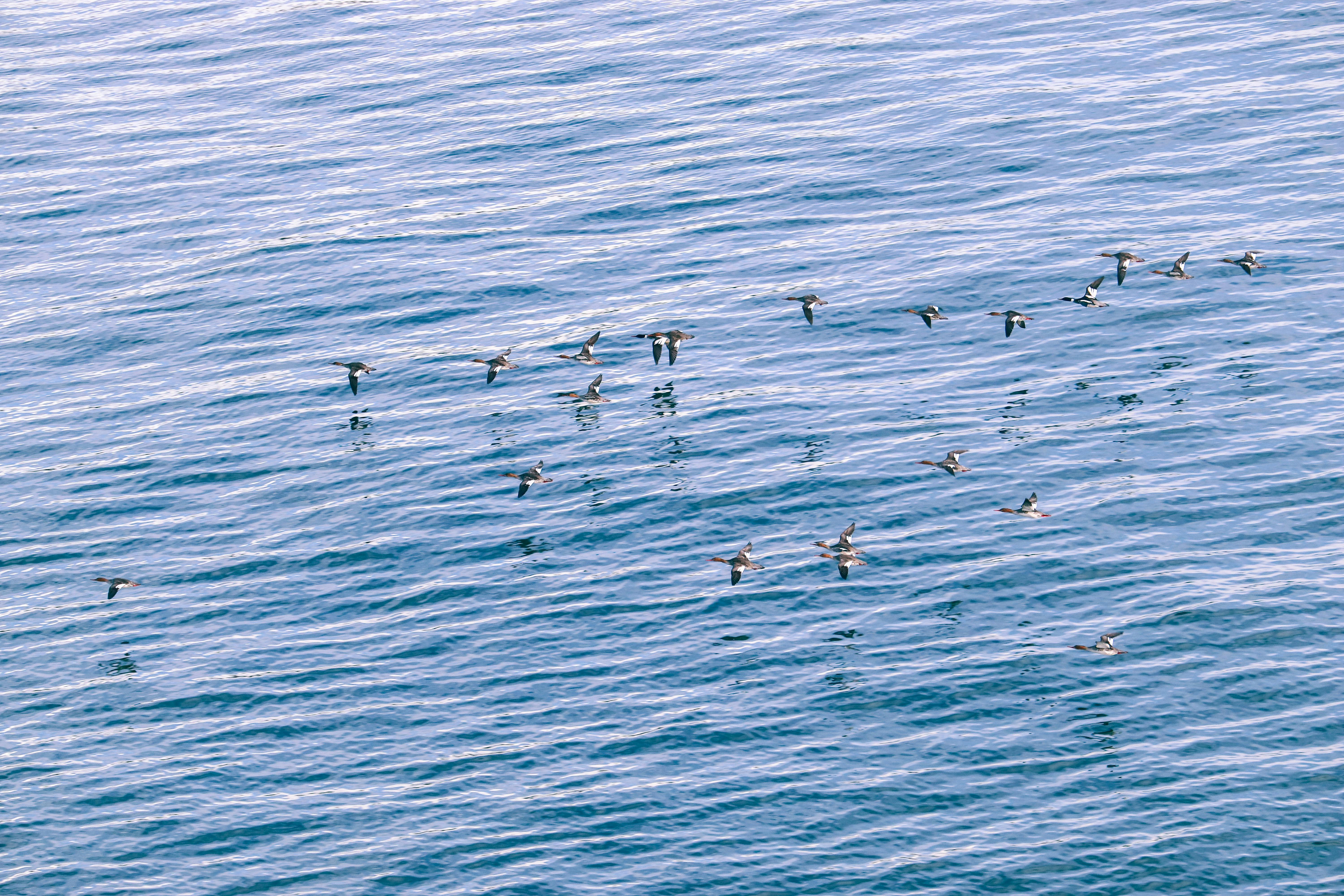 Humpback Whales Break Distance Record Swimming Australia to Brazil