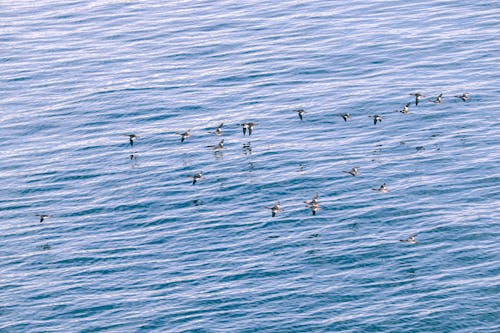 A flock of birds flying over the water