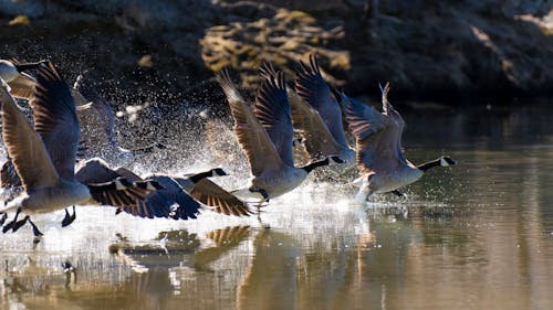A flock of geese flying over a body of water