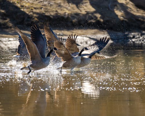 A group of geese flying over water