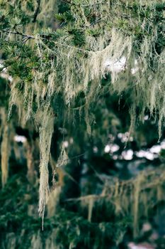 A detailed view of lush Spanish moss hanging from pine tree branches in a forest setting.