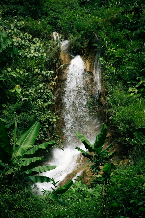 A waterfall in the jungle surrounded by green vegetation