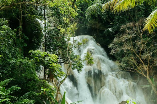 A waterfall in the jungle surrounded by trees
