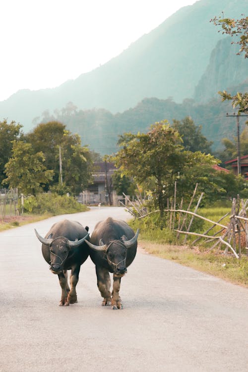 Two water buffalo walking down a road in the mountains