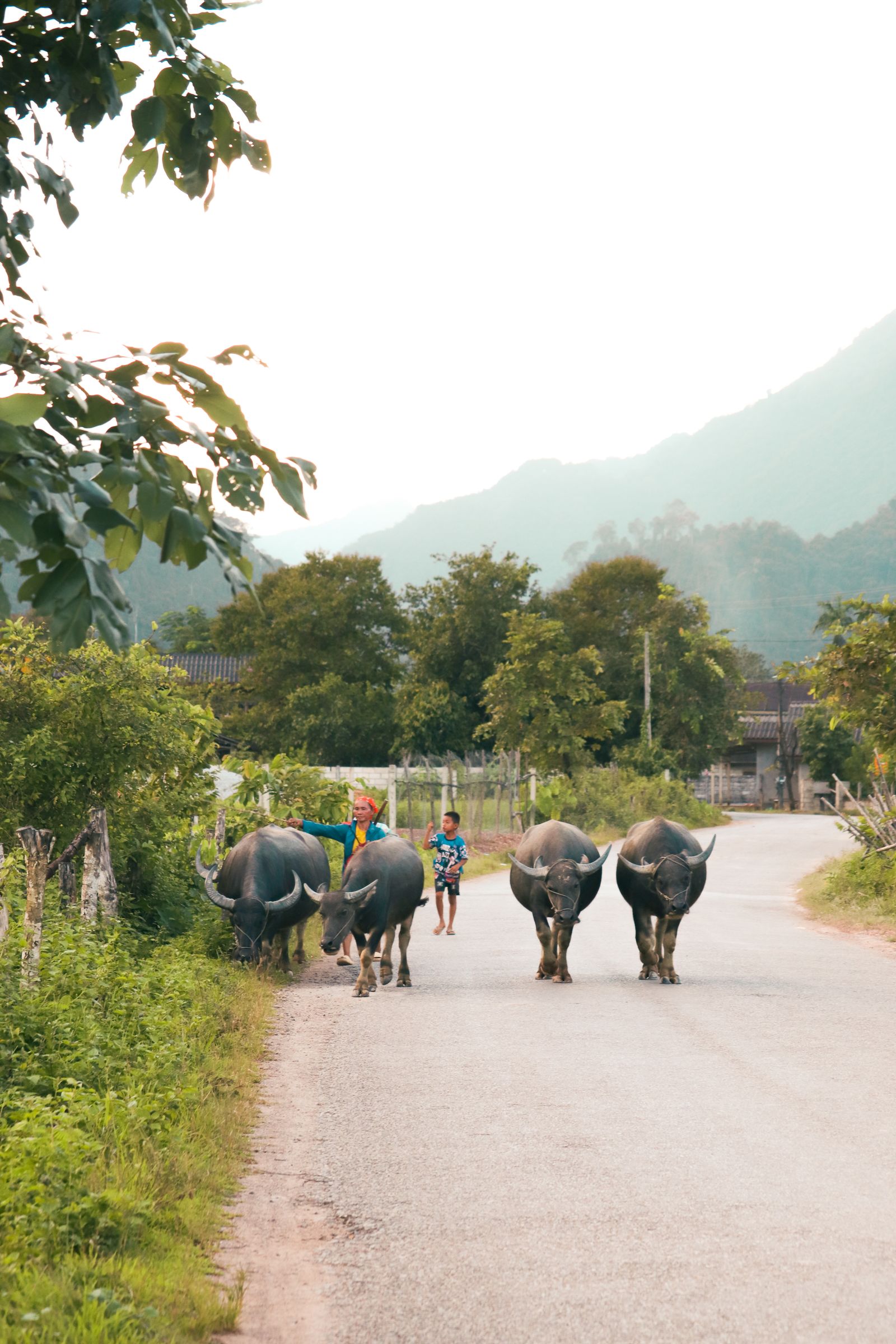 A herd of water buffalo being walked along a quiet rural road at dusk in Southeast Asia