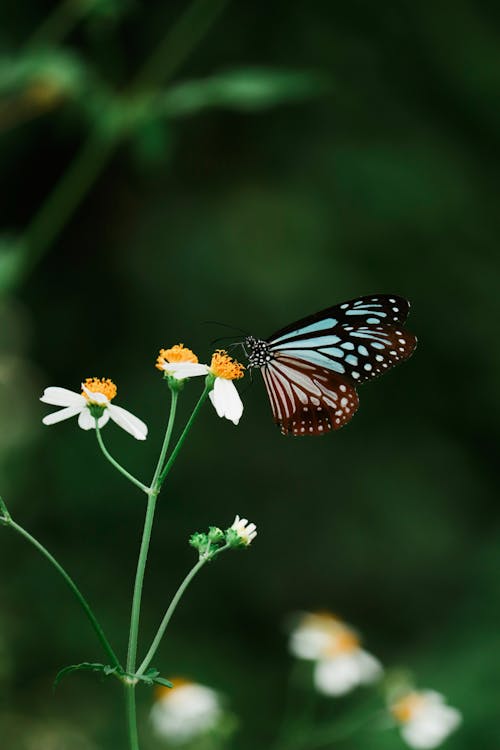A butterfly sitting on a flower with green leaves