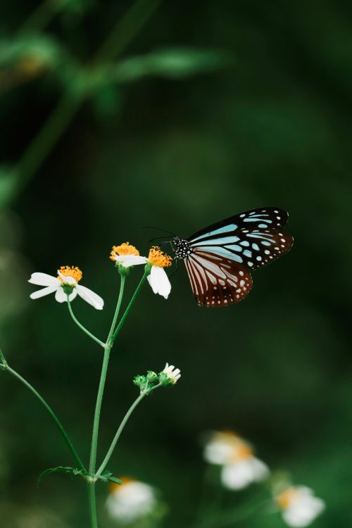 Free Captivating close-up of a butterfly perched on wildflowers, showcasing the beauty of nature. Stock Photo